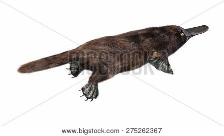 3D Rendering Platypus On White