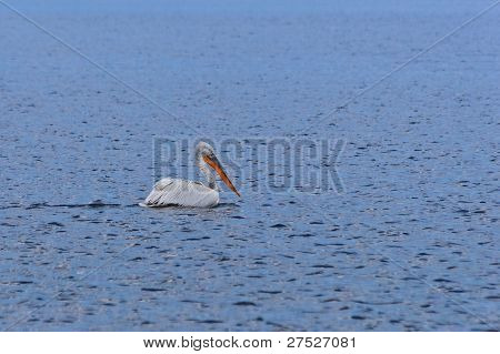 Dalmatiske Pelican (pelecanus Crispus)