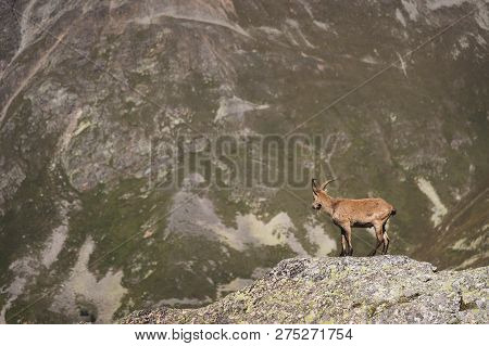 Horned Goat Male Alpine Capra Ibex On The High Rocks Stone In Dombay Mountains. North Caucasus. Russ