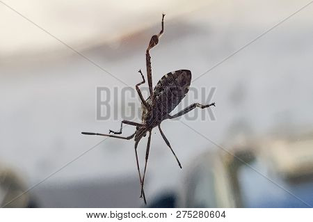 Beetle; Amphimallon Solstitiale, In Front Of White Background