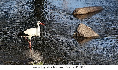 Stork In A River,strasbourg, Alsace, France