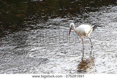 Stork In A River,strasbourg, Alsace, France