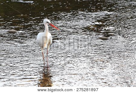 Stork In A River,strasbourg, Alsace, France