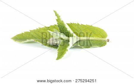 Leaves Of Plant Mint It Is Isolated On A White Background