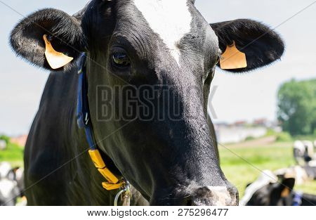 Holstein-friesian Cow Posing For Picture On A Farm.