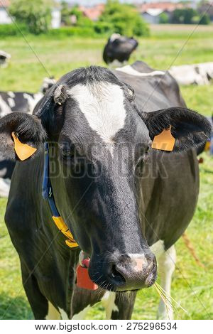 Holstein-friesian Cow Posing For Picture On A Farm.