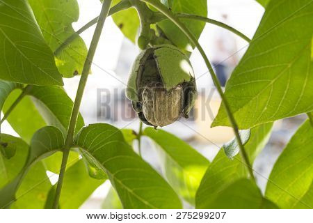 Ripe Fruits Arise From Nutshell On Tree. Closeup