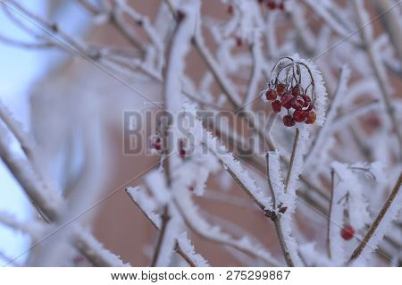 Berry Rowan Red And Black, Leaves And Branches Of Trees Under The Snow.december 2018.russia.