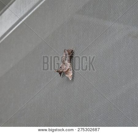 This Slug Caterpillar Moth Is On The Screen Of A Home. Some Of These Insects Tip Their Abdomen In Th
