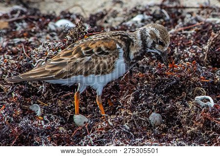 Close Up Of A Least Sandpiper Camouflaged While Looking For Food In The Wrack On A Florida Beach.