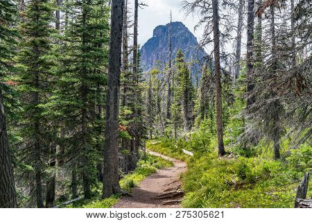 Hiking Trail Through The Forst Near Two Medicine In Glacier National Park, Montana
