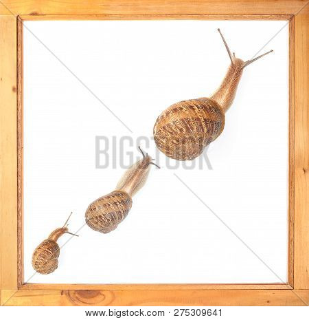 Three Snails From Small To Big Illustrate Sluggish Growth.