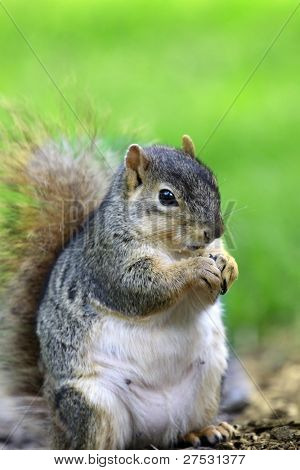 Extreme close up coup de manger Chip munk
