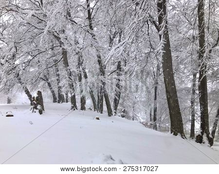 Snowfall. Snow Covered Trees And Autmn Leaves In The Snowfall. Winter In Mountain Ski Resort Bakuria