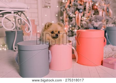 Cute Little Spitz Dog In The Box On The Background Of The Christmas Tree. Christmas Dog. Christmas D