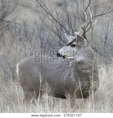 Male Mule Deer (odocoileus Hemionus) With Antlers Damaged From Fighting - Bosque Del Apache Nwr, New