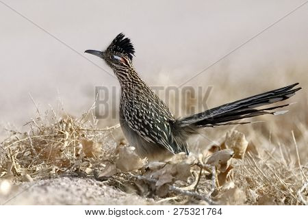 Greater Roadrunner (geococcyx Californianus) - Bosque Del Apache National Wildlife Refuge, New Mexic