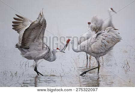 Sandhill Cranes (grus Canadensis) Displaying And Dancing At Dawn - Bosque Del Apache National Wildli