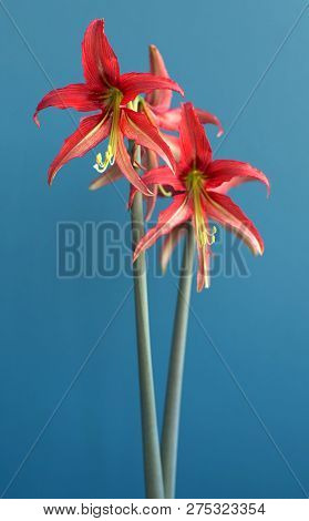 Hippeastrum Cybister Hybrid Variety Tango On The Blue Background