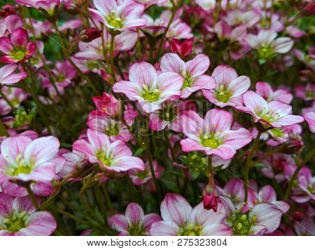 Many Little Pink Flowers Saxifraga Background. Saxifraga Pink Little Flowers Background. Purple Flow