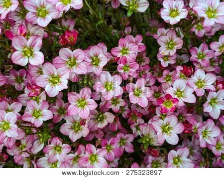 Many Little Pink Flowers Saxifraga Background. Saxifraga Pink Little Flowers Background. Purple Flow