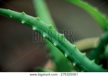 Plant Part, Aloe With Needles, Aloe Vera Leaves, Medicinal Plant