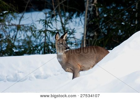 roe deer