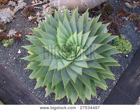 Aloe polyphylla