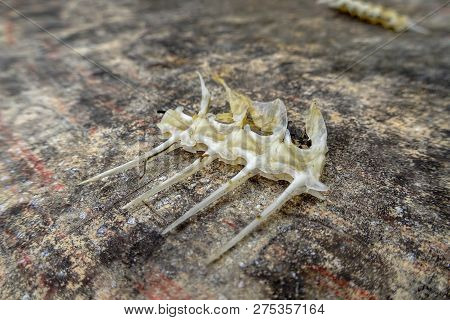 The Fishbone Background Is On A Marble Table