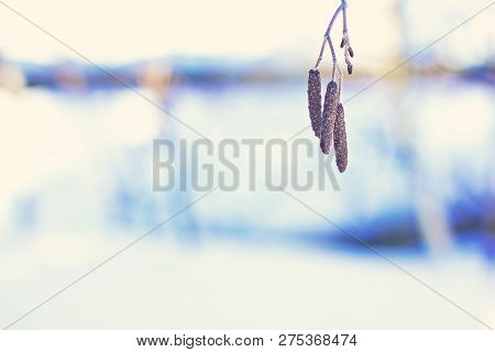 Birch Catkins In The Winter On The Background Of Snow.  Earrings Hazelnut In Snow.detail Of Branch W