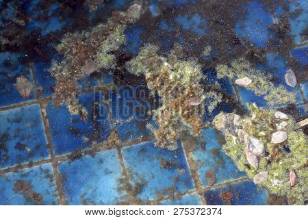 Waste Water Rotten, The Water Is Rotten In The Pool With Moss And Dry Leaves Dirty Water, Water Rott