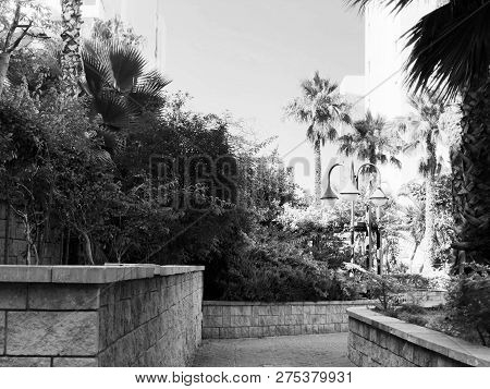 Residential Buildings And Surrounded With Green Plants In  Rishon Le Zion.