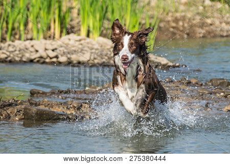 Border Collie In Photo Workshop. Dog In Amazing Autumn Photo Workshop In Prague.