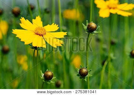 Coreopsis Pubescens In Garden. Beautiful Yellow Flowers.
