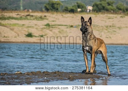 Chien De Berger Belge  Malinois In Photo Workshop. Dog In Amazing Autumn Photo Workshop In Prague.