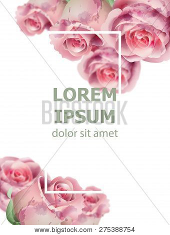 Light Pink Roses Watercolor Card Vector. Invitation Card, Wedding Ceremony, Delicate Postcard, Women