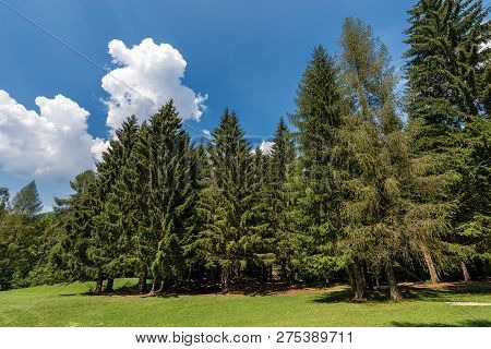 Evergreen Trees And Green Grass In Summer. Val Di Sella (sella Valley), Borgo Valsugana, Trento, Tre