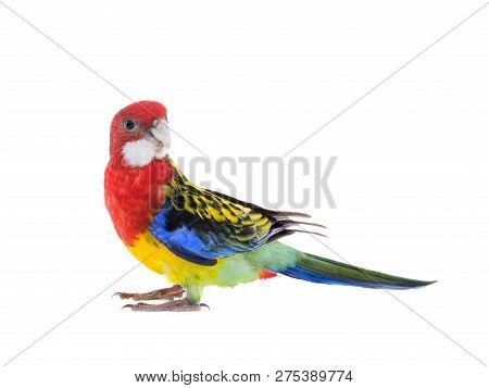 Parrot Rosella Parrot Isolated On White Background