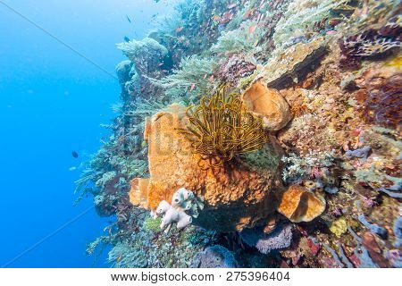 Coral Reef Off The Oast Of Bali In Summer