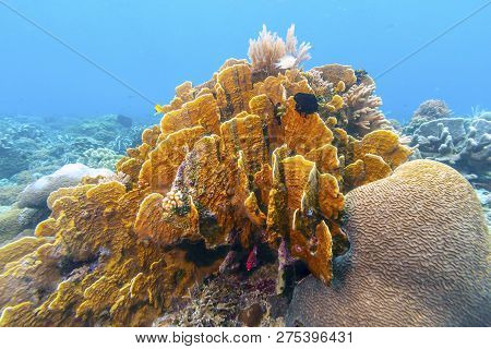 Coral Reef Off The Oast Of Bali In Summer
