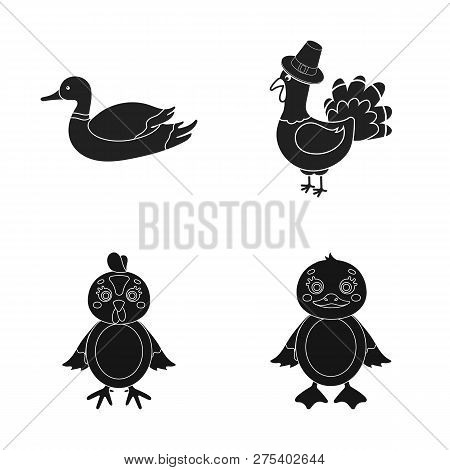 Isolated Object Of Funny And Poultry Icon. Set Of Funny And Farming Vector Icon For Stock.