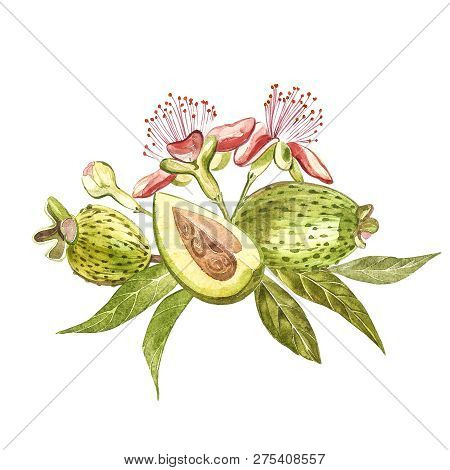 Watercolor Illustration Feijoa Plant. Hand Drawn Watercolor Painting On White Background. Watercolor