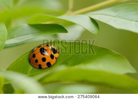 Ladybug Yellow On A Green Leaf Background, Variable Ladybird Beetles - Coelophora Inaequalis