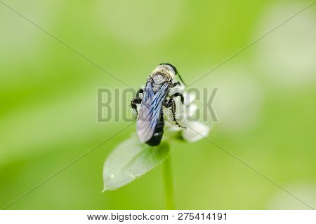 The Black Bee Is On The Pollen Of Gomphrena Celosioides, White In Nature.
