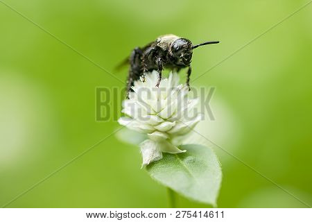 The Bees Are On Gomphrena Celosioides, White In Nature.