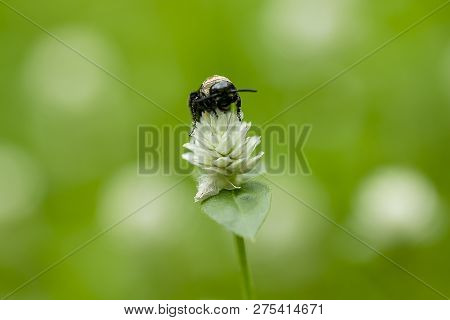 The Bees Are On Gomphrena Celosioides, White In Nature.