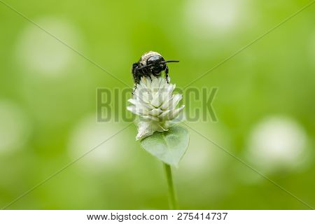 The Bees Are On Gomphrena Celosioides, White In Nature.