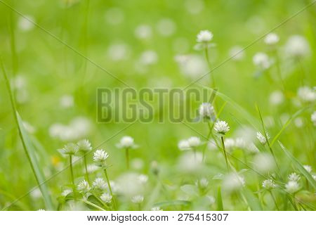 Gomphrena Celosioides In Nature Have Beautiful White Flowers.