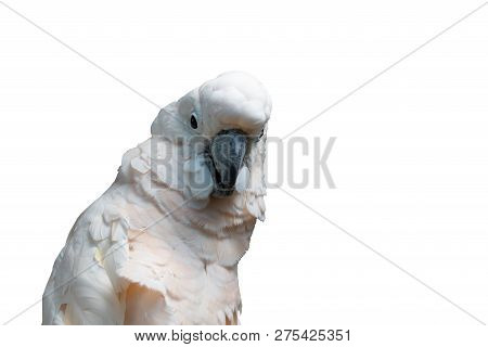 The Goffin Cockatoo Parrot Closeup