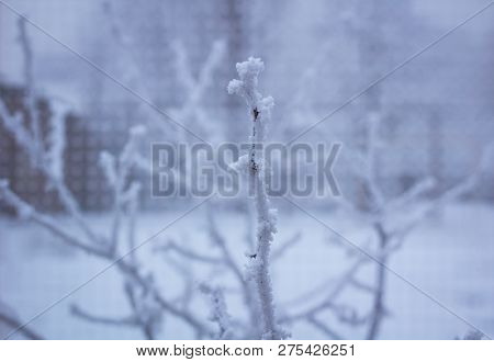 Frosty Winter Tree Plant Branch Details Covered With White Snow